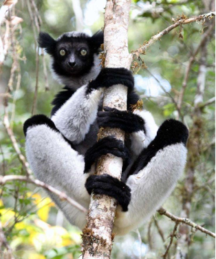 La nature luxuriante de l’Est de Madagascar
