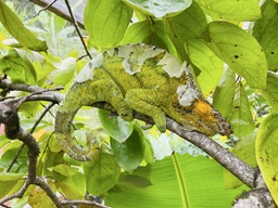 Escapade à Andasibe